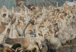 致富经养鹅视频,鹅业养殖，开启财富之门